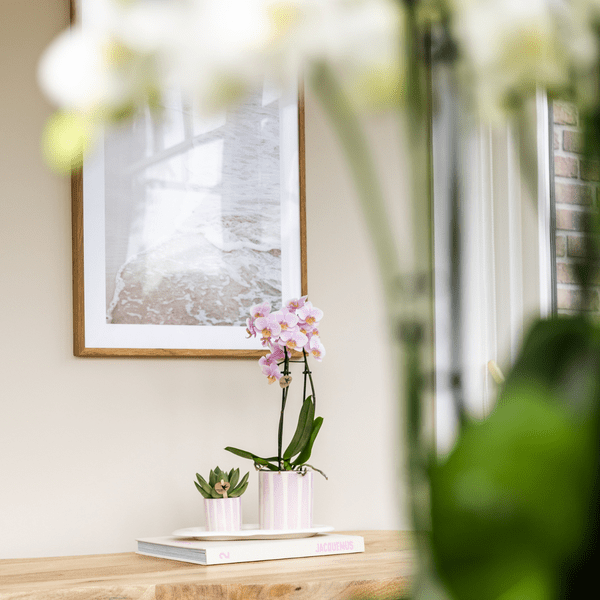 Topf Gemalte Streifen - Rosa - Ø6cm 