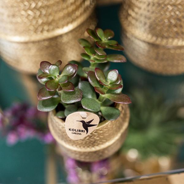 Sukkulenten 2er-Set in goldenen Rillen-Keramiktöpfen – Ø9 cm – Pflegeleichte Crassula Ovata & Crassula Hobbit – Dekorative Zimmerpflanzen für Zuhause & Büro 