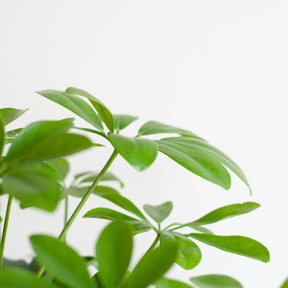 Schefflera Arb Nora – Strahlenaralie – Zimmerpflanze + Topf Viber Grau – ↕70cm – Ø21cm – Kletterpflanze mit auffälligen Handblättern – Pflegeleicht & dekorativ für Innenräume 