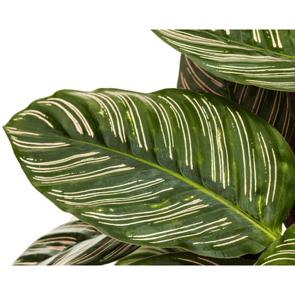 Calathea Ornata Sanderiana – Korbmarante – Zimmerpflanze Ø27cm – ↕60-80cm – Tropische Innenpflanze mit pinken Streifen – Pflegeleicht & dekorativ 