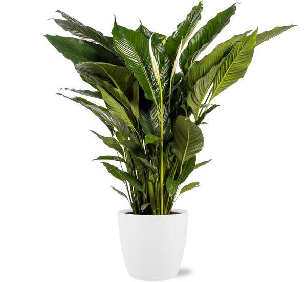 Spathiphyllum Sweet Sebastiano Einblatt – Zimmerpflanze Ø24cm – ca. 110cm hoch – Mit Topf Brüssel Weiß Ø25x23cm – Elegante Friedenslilie – Für hellen bis halbschattigen Standort 