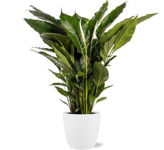 Spathiphyllum Sweet Sebastiano Einblatt – Zimmerpflanze Ø24cm – ca. 110cm hoch – Mit Topf Brüssel Weiß Ø25x23cm – Elegante Friedenslilie – Für hellen bis halbschattigen Standort 