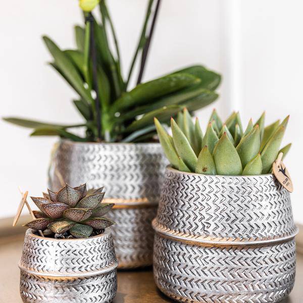 Orchideen-Set mit weißer Phalaenopsis Amabilis Ø9cm & Sukkulente Crassula Ovata Ø6cm – In silber-goldenen Keramiktöpfen – Deko-Pflanzenset für Zuhause & Büro – Geschenkidee 