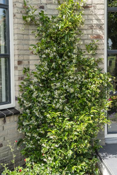 Sternjasmin Trachelospermum – Duftende Kletterpflanzen-Mischung – 3er-Set – ca. 65cm hoch im Ø15cm – Immergrün & winterhart – Für Garten, Terrasse & Balkon 