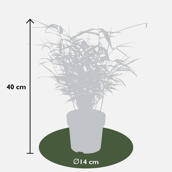 Schirmbambus Fargesia rufa – 4 Pflanzen – ca. 40cm hoch Ø14cm – Kompakter, horstbildender Bambus – Ansicht 18