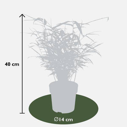 Schirmbambus Fargesia rufa – 4 Pflanzen – ca. 40cm hoch Ø14cm – Kompakter, horstbildender Bambus – Ansicht 18