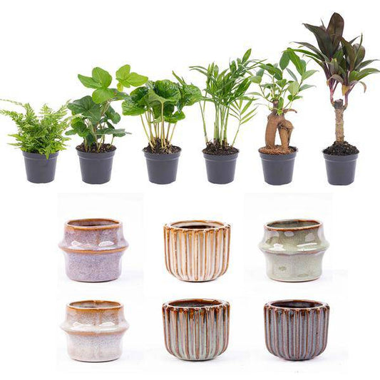 Zimmerpflanzen Set mit 6 Pflanzen + Keramik-Topfset Barcelona – kompakt & stilvoll – Hedera Helix, Farn, Coffea Arabica, Bergpalme, Ficus Ginseng Bonsai, Mini-Palme