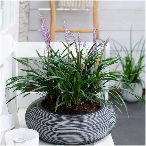 Liriope muscari 'Ingwersen' – Glöckchentraube – Immergrüne Staude – Ø14cm – ↕25-30cm – 3 Pflanzen – Bodendecker für Schatten 