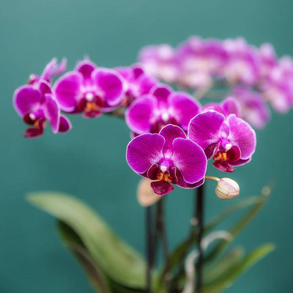 Phalaenopsis Orchideen Morelia Lila – 4 Orchideen – Zimmerpflanze Ø9cm – Orchideen mit 2-3 Blütenstielen – exotische Blütenpracht für Zuhause & Büro 