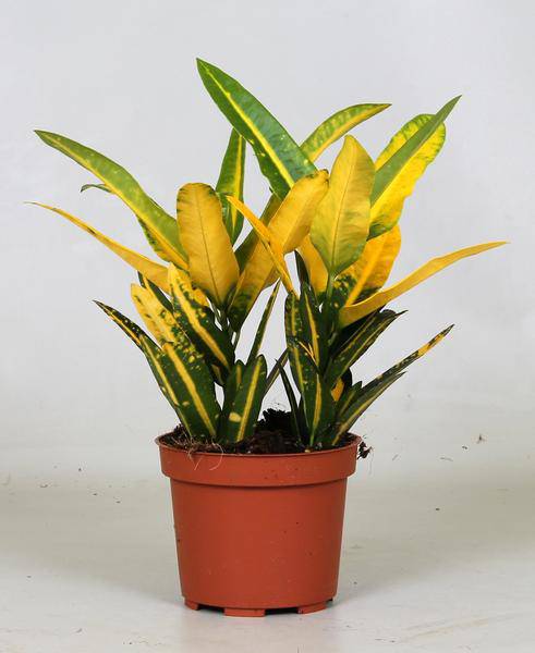 understrauch - Croton Sonniger Stern - Zimmerpflanze - Ø12cm - ↕30cm 