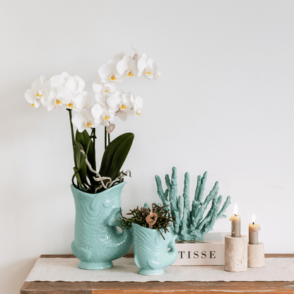 Phalaenopsis Orchidee Amabilis Weiß + Fish Ziertopf Türkis – Ø9cm – Elegante weiße Zimmerorchidee im sommerlichen, leuchtend blauen Topf – Pflegeleicht & dekorativ – Für Wohnzimmer & Büro 