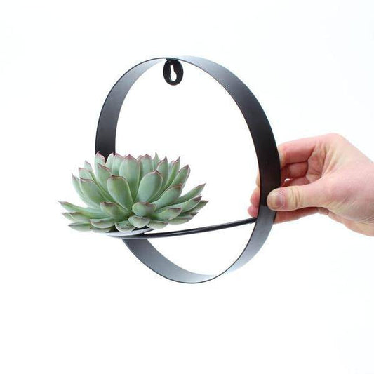 Sukkulente - Echeveria Pulidonis auf Wanddeko Ring Schwarz Ø20cm - ↕20 cm 