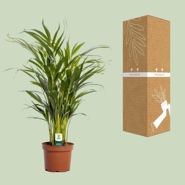 Goldfruchtpalme – Dypsis lutescens – Zimmerpflanze – Ø17cm – ca. 65cm hoch – Luftreinigend & tropisch – Pflegeleichte Areca-Palme für Zuhause & Büro 