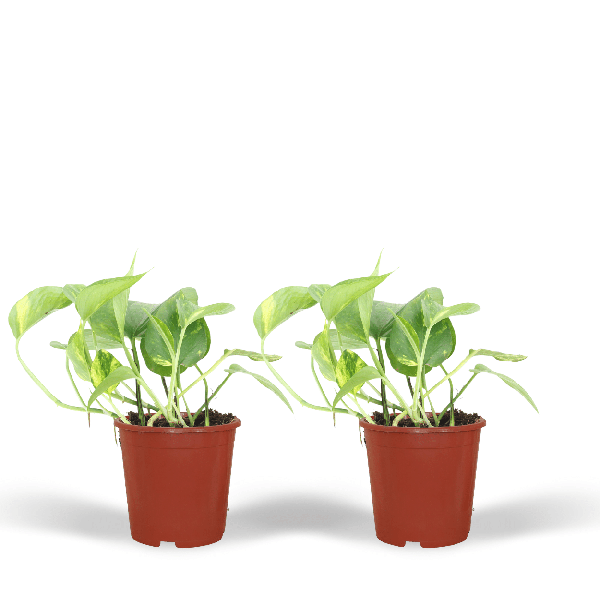 Efeutute - Epipremnum Aureum Scindapsus - Zimmerpflanze - 20cm - ø12cm - 2 Stück 