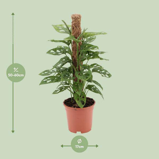 Fensterblatt - Monstera Monkey Leaf - Zimmerpflanze - Ø17cm - ↕60cm 