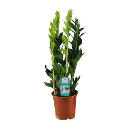 Glücksfeder - Zamioculcas Zamiifolia - Zimmerpflanze - Ø17cm - ↕65cm 