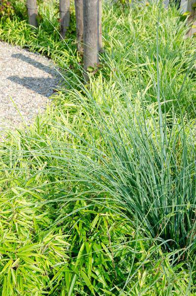 Schirmbambus Fargesia rufa – 2er – Set – ca. 60cm hoch Ø19cm – Immergrüner, horstbildender Bambus – Winterhart & nicht wucher