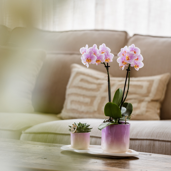 Rosa Phalaenopsis Orchidee Andorra und Sukkulente inkl. Keramik Topf + Tablett - Pflanzenset Valentine 'Gradience Pink' 