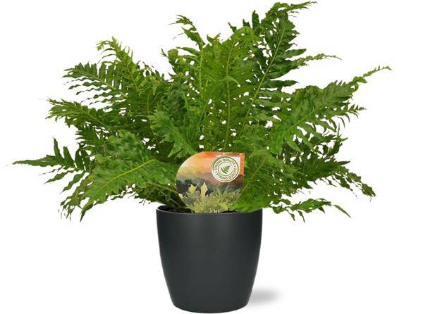 Rippenfarn - Blechnum Silver Lady - Zimmerpflanze - Ø17cm - ↕50cm + Topf Brüssel Anthrazit Ø18x17cm 