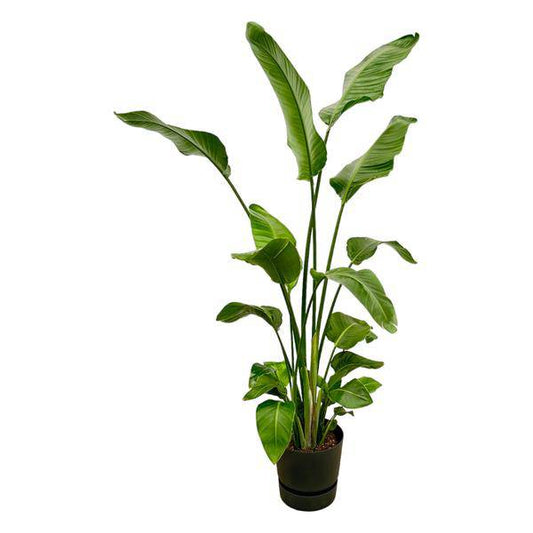 Strelitzia Nicolai – Baum-Strelitzie – Zimmerpflanze ca. 180cm – ø30cm – inkl. Pflanzgefäß Greenville Schwarz – Weißer Paradiesvogel – Große tropische Grünpflanze für Wohnzimmer, Büro & Wintergarten 