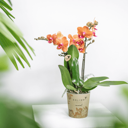 Phalaenopsis Orchideen Bozen Orange – 4 Orchideen – Topfgröße Ø9cm – Zimmerpflanzen Set mit kräftigen Blütenstielen – elegante Orchideen Dekoration 
