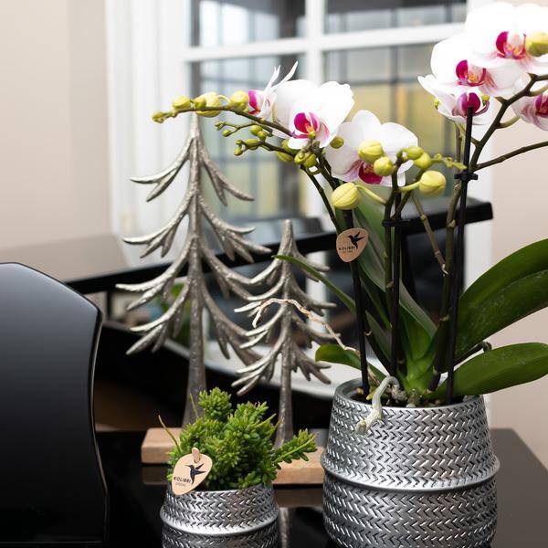 Blumentopf Rille – Gold – Ø6cm – Kleiner Keramik-Ziertopf mit Rillenstruktur – Matte Oberfläche – Für Mini-Pflanzen & Sukkulenten – Dekotopf für Wohnzimmer & Büro 