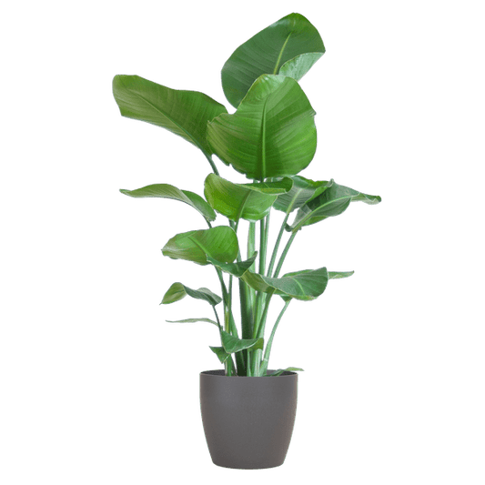 Strelitzia Nicolai – Baum-Strelitzie – Zimmerpflanze – 80 cm hoch – Ø21 cm – inkl. Topf Viber Grau – Paradiesvogelpflanze, tropisches Grün, pflegeleicht 