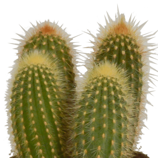 Kaktus - Cereus - Mix - Zimmerpflanze - 10,5 cm - 3 Stück + Terracotta-Topf 