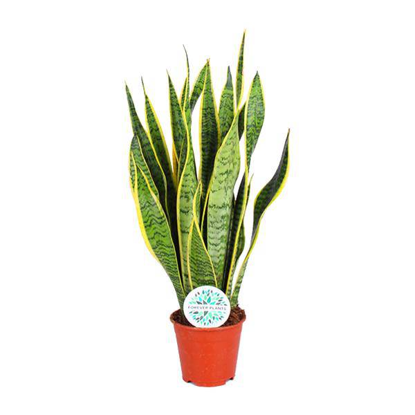 Bogenhanf – Sansevieria Trifasciata Laurentii – Zimmerpflanze – Ø14cm – ca. 50cm hoch – Luftreinigend & extrem pflegeleicht 