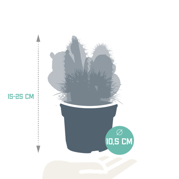 Kakteen Mix - 10,5 cm - 3 Stück - 12cm 