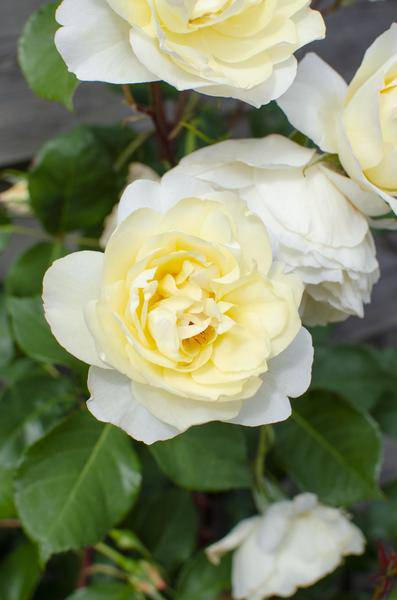Weiße Kletterrose - Rosa Crazy in love 'Vanilla' - ↨65cm - Ø15cm - 3 Stück 