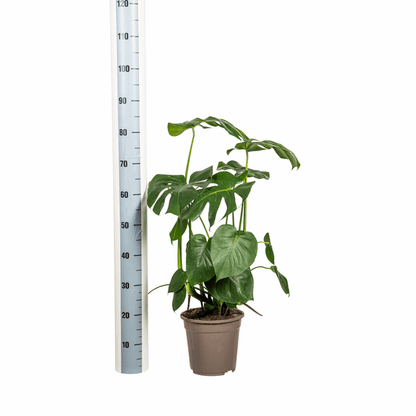 Monstera Deliciosa Tauerii – Fensterblatt – Ø21cm – ↕70-90cm – Beliebte Zimmerpflanze mit dekorativen Blättern – Pflegeleicht & luftreinigend 
