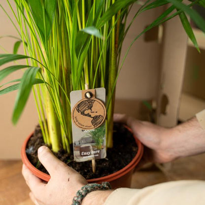 Betelpalme Areca-Palme – Zimmerpflanze Ø24cm – 130cm hoch – Luftreinigende Goldfruchtpalme 