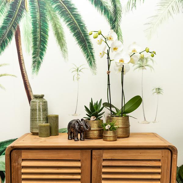 Blumentopf Groove – Gold – Ø9cm – Runder Keramik-Ziertopf mit Rillenstruktur – Mattes Finish – Dekotopf für Orchideen & Grünpflanzen – Für Wohnzimmer & Büro 