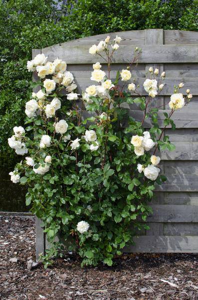 Weiße Kletterrose - Rosa Crazy in love 'Vanilla' - ↨65cm - Ø15cm - 3 Stück 