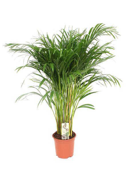 Betelpalme (Dypsis Lutescens) – Areca-Palme – Zimmerpflanze – Ø21cm Topf – ↕110cm – Luftreinigende Goldpalme – Pflegeleicht – Halbschatten 