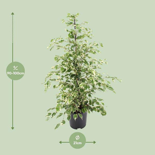 Bikrenfeige Ficus benjamina 'Twilight' – Zimmerpflanze – ca. 95cm Höhe – Eleganter, grüner Blickfang für helle Innenräume 