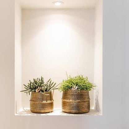 Sukkulenten 2er-Set in goldenen Rillen-Keramiktöpfen – Ø9 cm – Pflegeleichte Crassula Ovata & Crassula Hobbit – Dekorative Zimmerpflanzen für Zuhause & Büro 