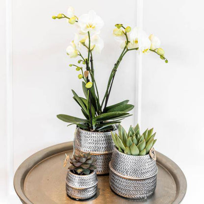 Sukkulenten 2er-Set in silbernen Rillen-Keramik-Ziertöpfen – Ø9 cm – Pflegeleichte Crassula Hobbit & Crassula Ovata – Dekorative Zimmerpflanzen für Zuhause & Büro 