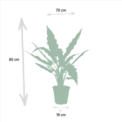 Pflanzenset - Pfeilblätter - Alocasia Zebrina - Ø19cm - ↕75cm + Alocasia Lauterbachiana - Ø19cm - ↕75cm 