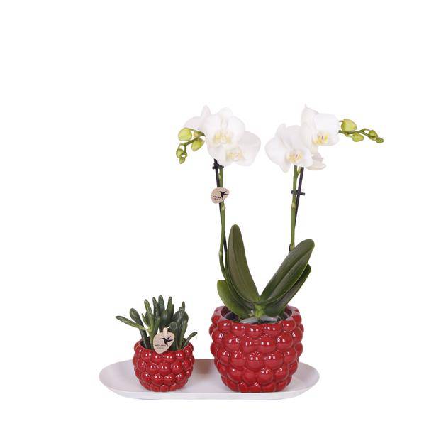 Set aus weißer Orchidee und Rhipsalis auf Bambustablett 