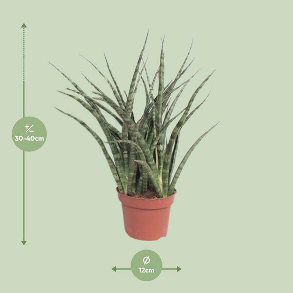 Bogenhanf - Sansevieria Fernwood Punk - Zimmerpflanze - Ø12cm - ↕35cm 