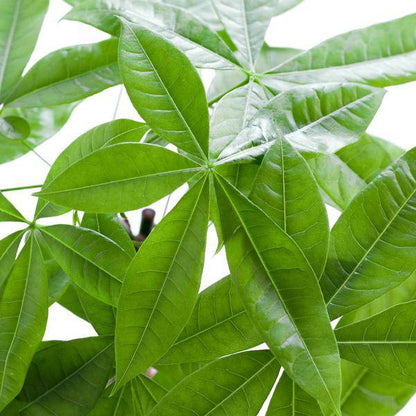 Pachira Aquatica Geldbaum Glückskastanie ca. 80cm mit geflochtenem Stamm im weißen Viber Biotopf Ø21cm – Zimmerpflanze für Wohnung Büro Wohnzimmer 