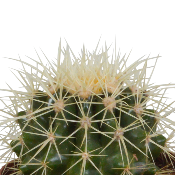 Kaktus - Bolcactus - Mix - 8,5 cm - Zimmerpflanze - in weißem Topf 