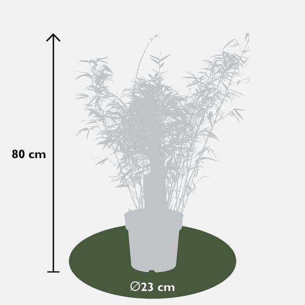 Schirmbambus - Fargesia rufa - Ø23cm - ↕80cm 
