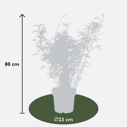 Schirmbambus - Fargesia rufa - Ø23cm - ↕80cm 