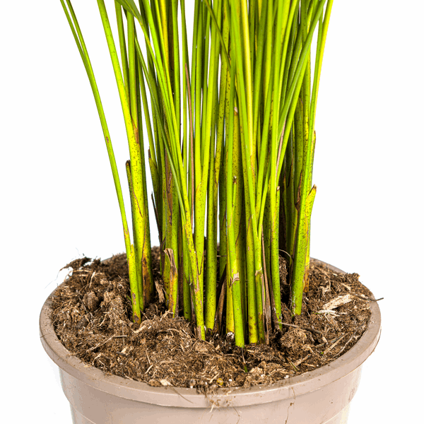 Dypsis Areca Lutescens Ø21cm - ↕100 - 120cm 