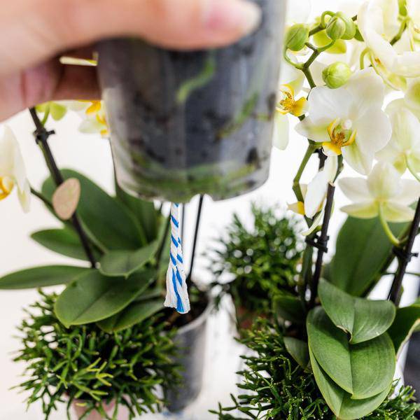 Einlage mit Wasserreservoir für Orchideenschale – Bewässerungssystem für Orchideen – Jungle-Bouquet 3x9cm + 3x WaterWicks – Selbstbewässerung für Kolibri Orchideen – Ø25cm 