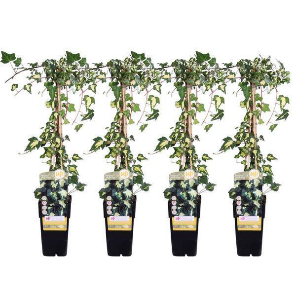 Gold-Efeu - Hedera helix 'Goldheart' - ↨65cm - Ø15cm - 4 Stück 