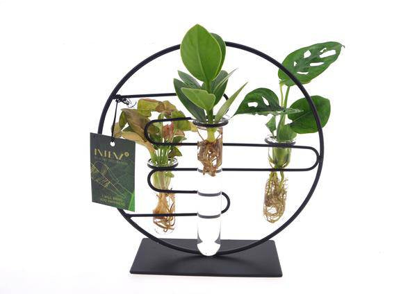 Zimmerpflanzen Intenz Mix In Dubai Glas – Ø12cm – 25cm hoch – Exotische Zimmerpflanzen im Glas – Modern & pflegeleicht 